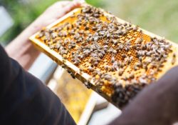 Бизнес план пчеловодства