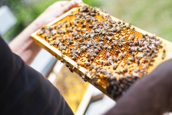 Бизнес план пчеловодства